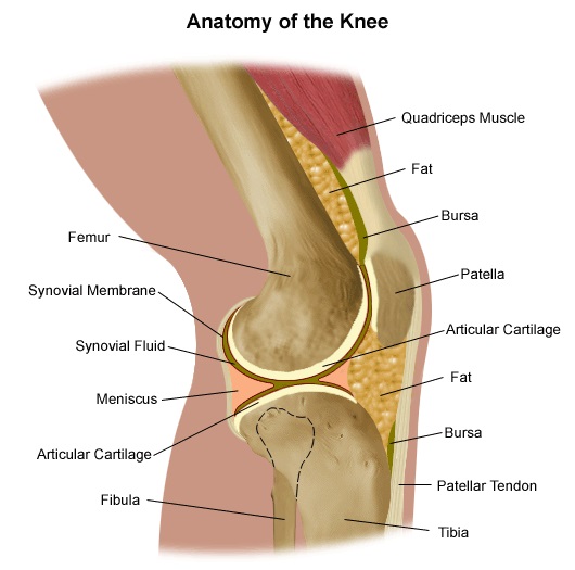 https://stanfordhealthcare.org/content/dam/SHC/conditions/bones-joints-muscles/images/kneeligamentinjuries-diagram-knee.jpg