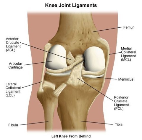 Knee Joint ligaments of the left knee from behind