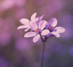 Image of purple-flower.jpg