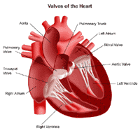 Thoracic Aorta Heart