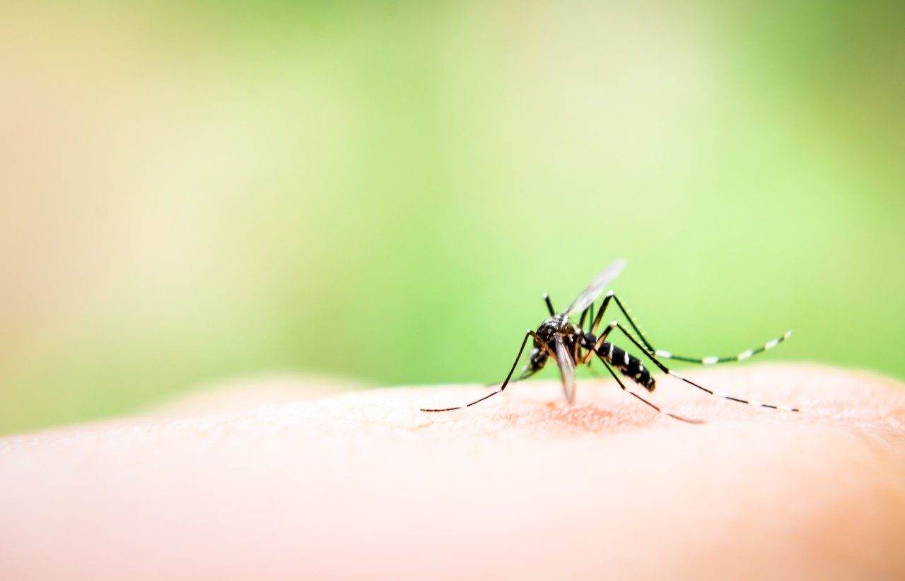 Image of zika.jpg