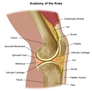  A diagram showing the anatomy of a knee.