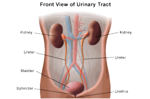 The front view of urinary tract in relation to kidney cancer.