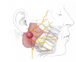 Illustration of salivary gland